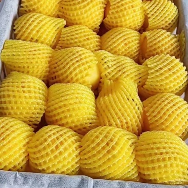 千亩黄桃！黄金蜜