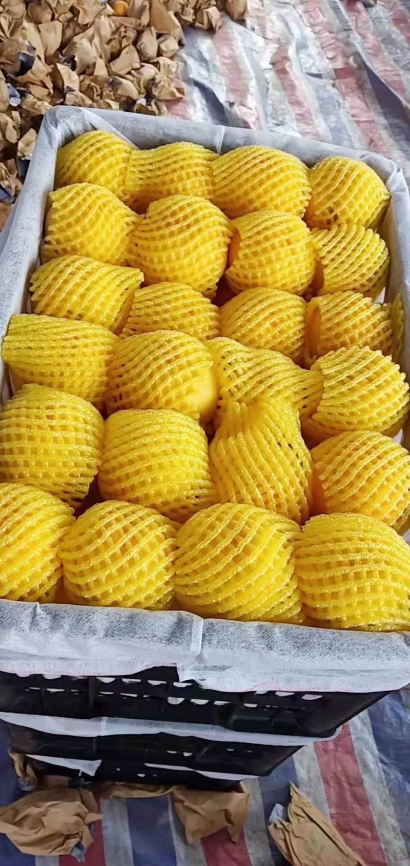 千亩黄桃！黄金蜜