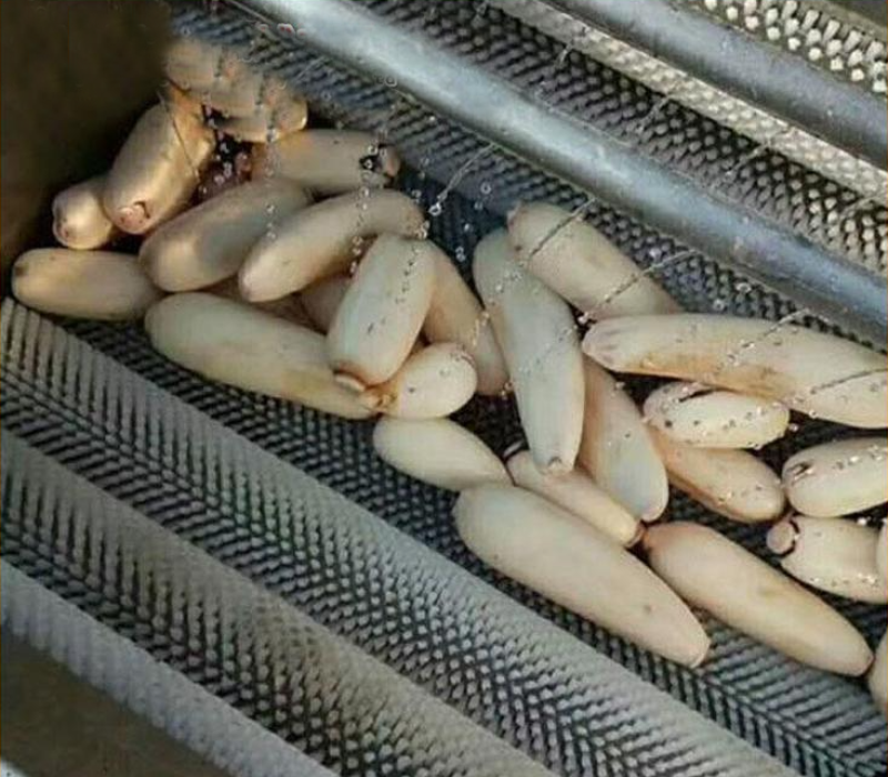莲藕清洗去皮机