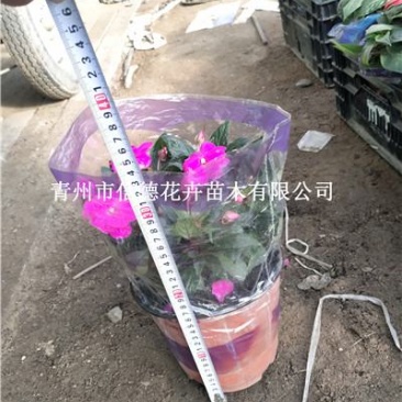 新几内亚凤仙，盆栽花，一手货源，大量有货，基地直发