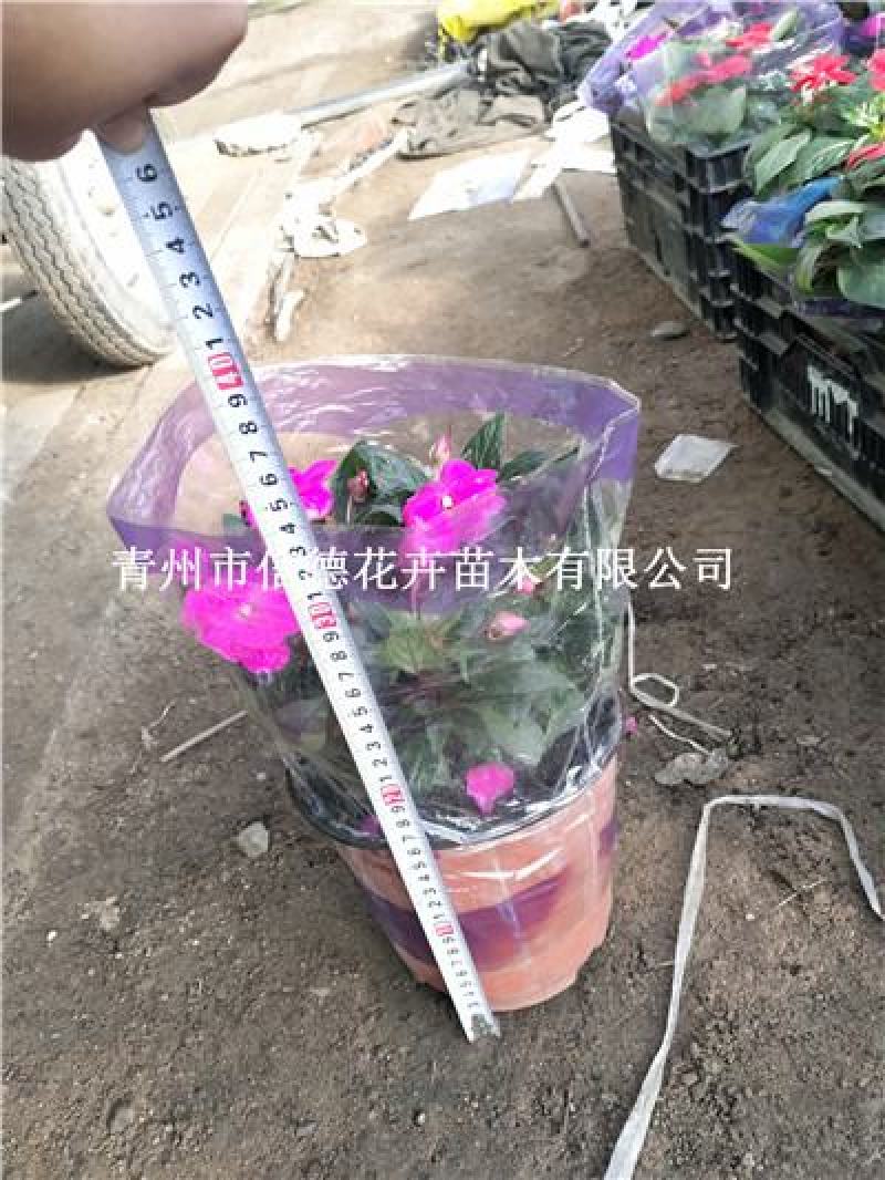 新几内亚凤仙，盆栽花，一手货源，大量有货，基地直发