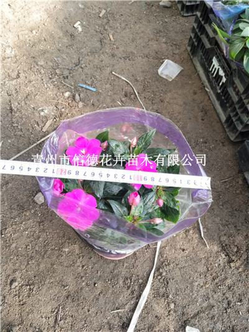 新几内亚凤仙，盆栽花，一手货源，大量有货，基地直发