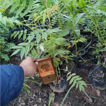 珍珠梅，一手货源，大量有货，基地直发，山东青州货源