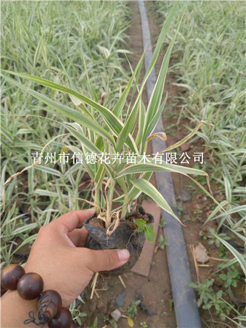 花叶芦竹，成活率高，一手货源，大量有货，基地直发