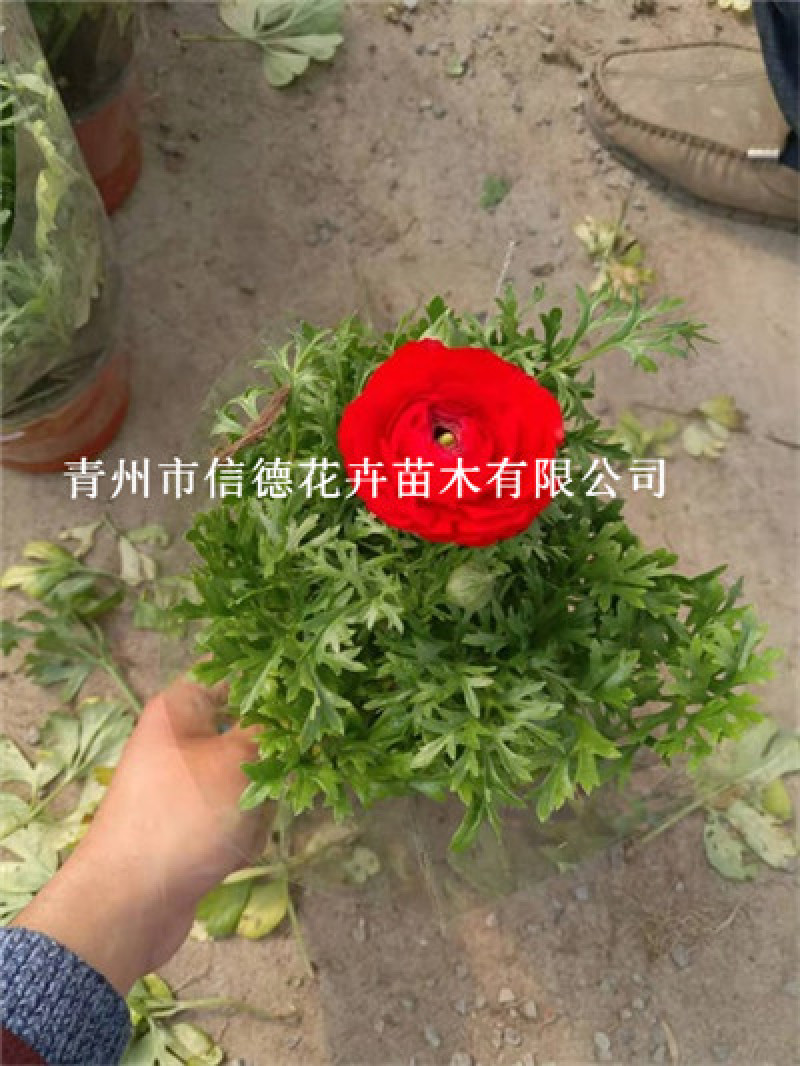 芹叶牡丹，大量有货，基地直发，一手货源，花色齐全