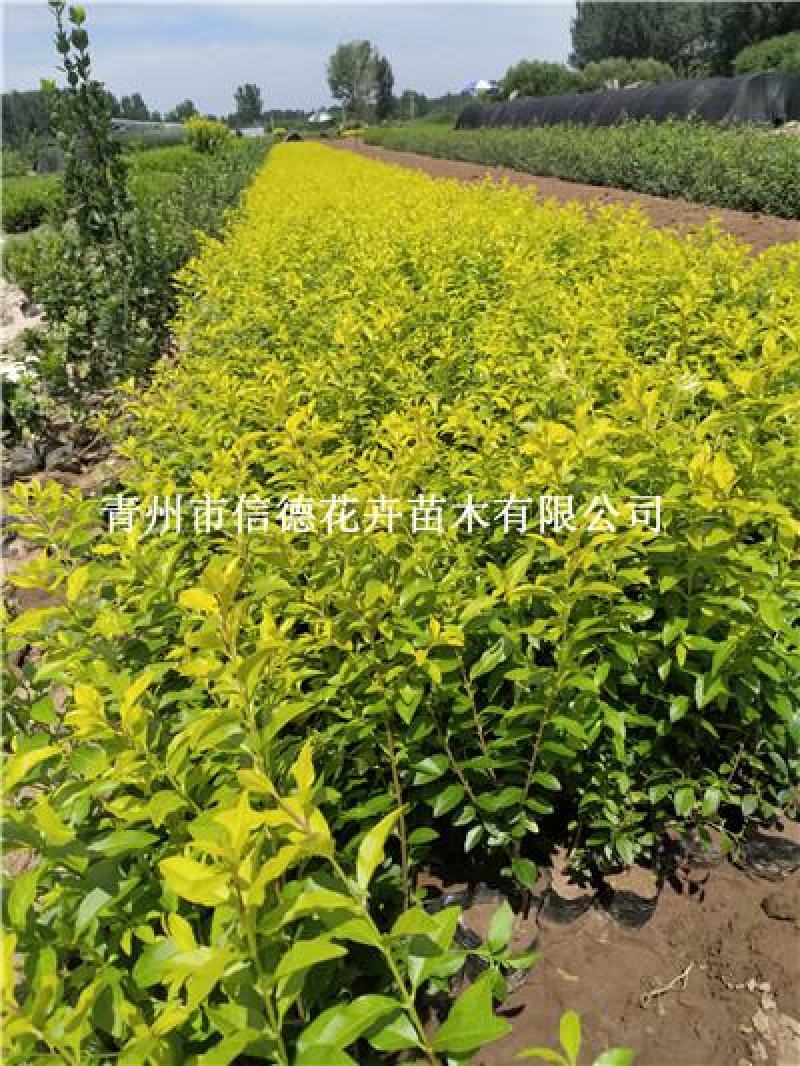 金叶女贞，盆栽苗，大量有货，基地直发，一手货源