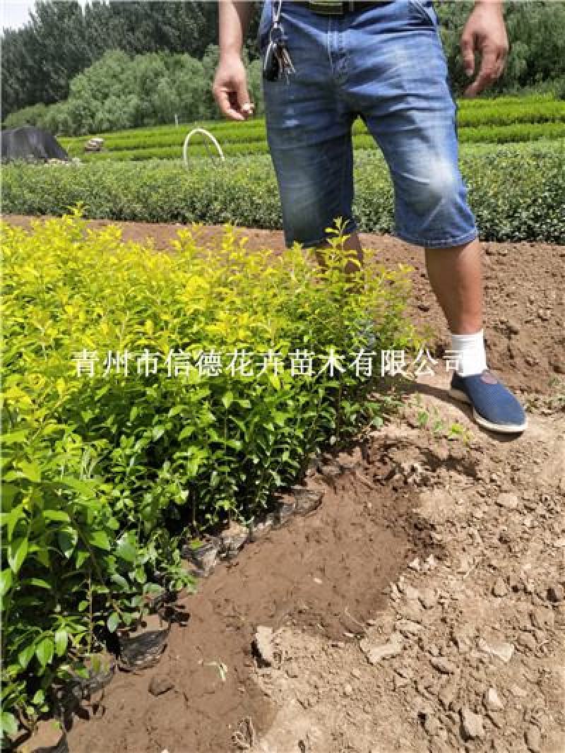 金叶女贞，盆栽苗，大量有货，基地直发，一手货源