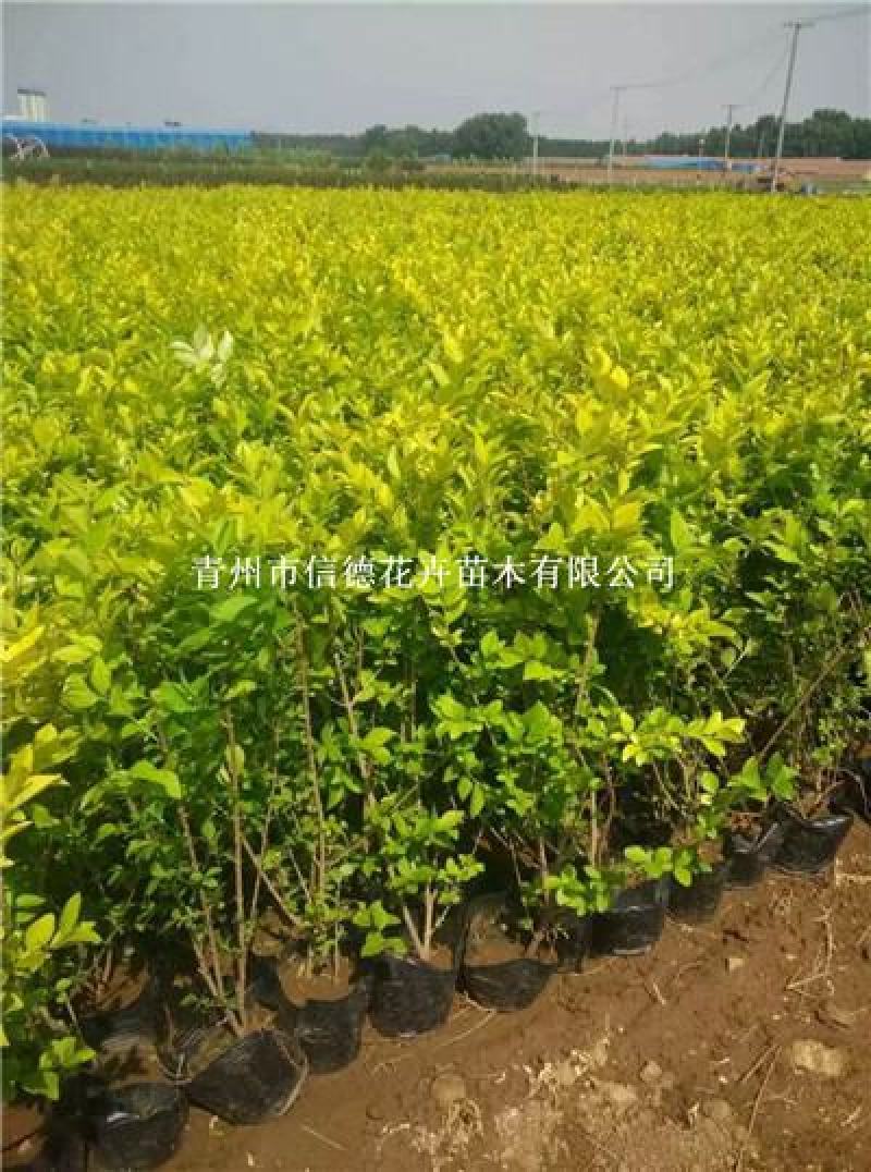 金叶女贞，盆栽苗，大量有货，基地直发，一手货源