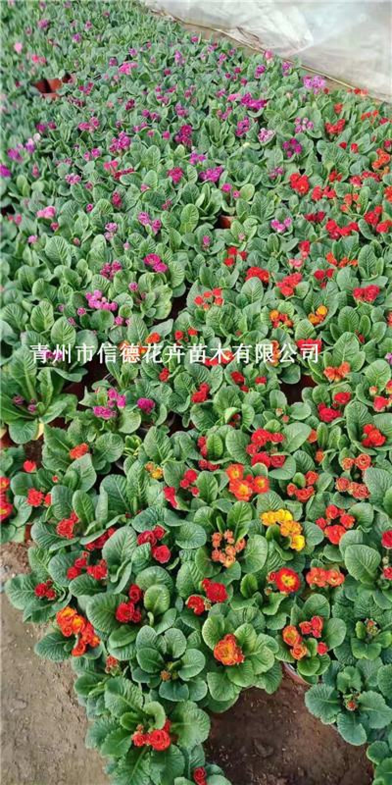 报春花，花色多样，规格齐全，一手货源，大量有货，基地直发