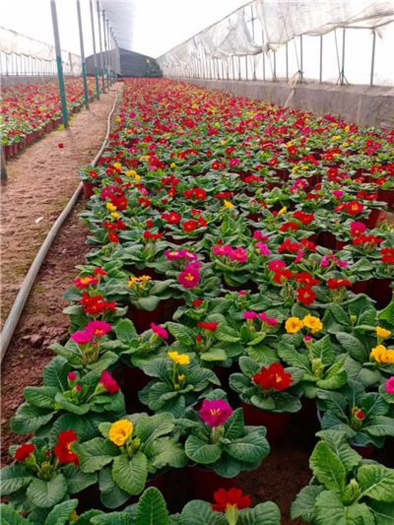 报春花，花色多样，规格齐全，一手货源，大量有货，基地直发