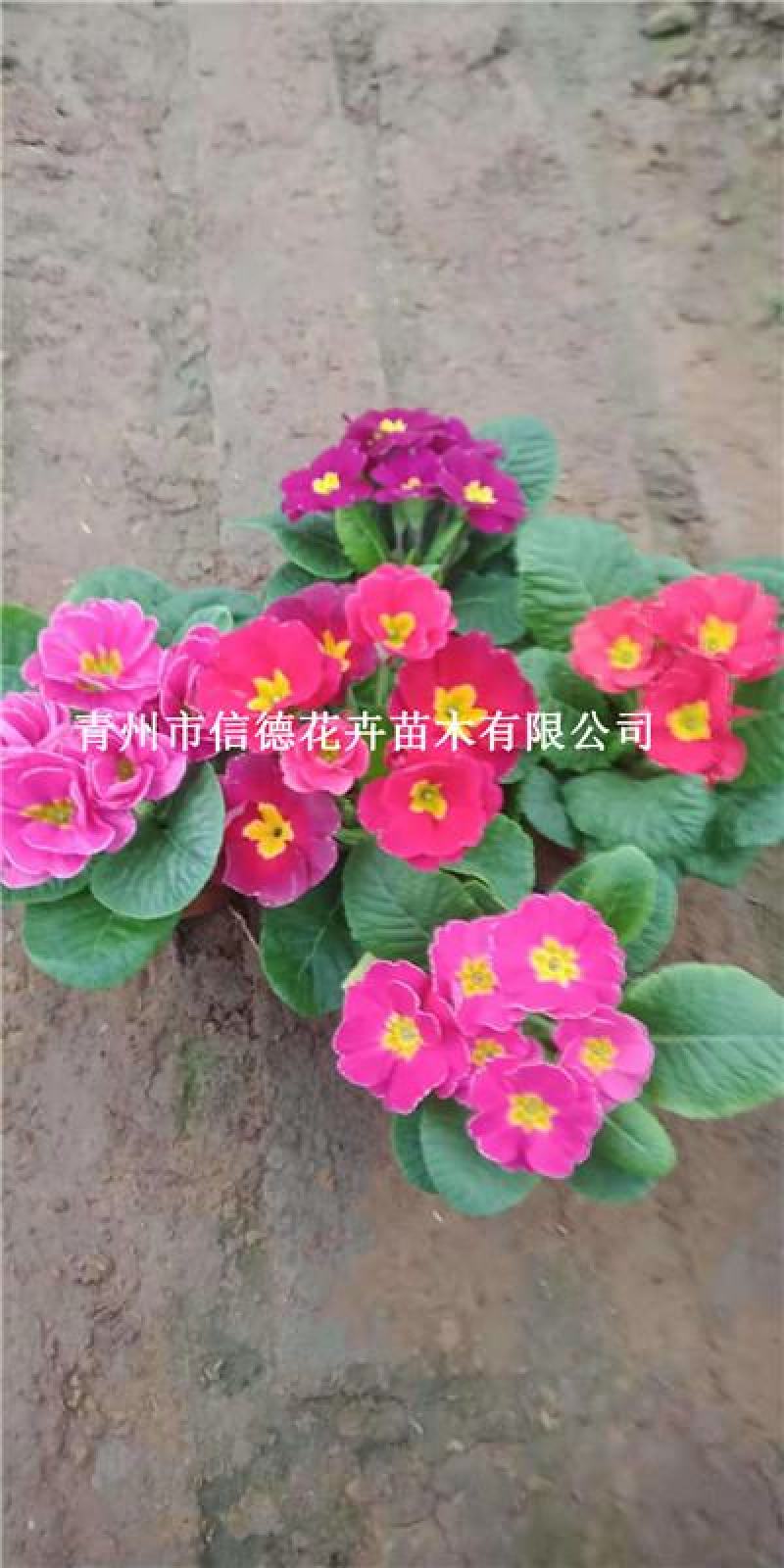 报春花，花色多样，规格齐全，一手货源，大量有货，基地直发