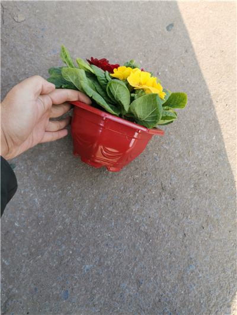 报春花，花色多样，规格齐全，一手货源，大量有货，基地直发