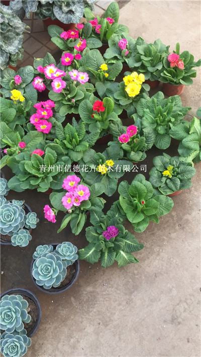 报春花，花色多样，规格齐全，一手货源，大量有货，基地直发