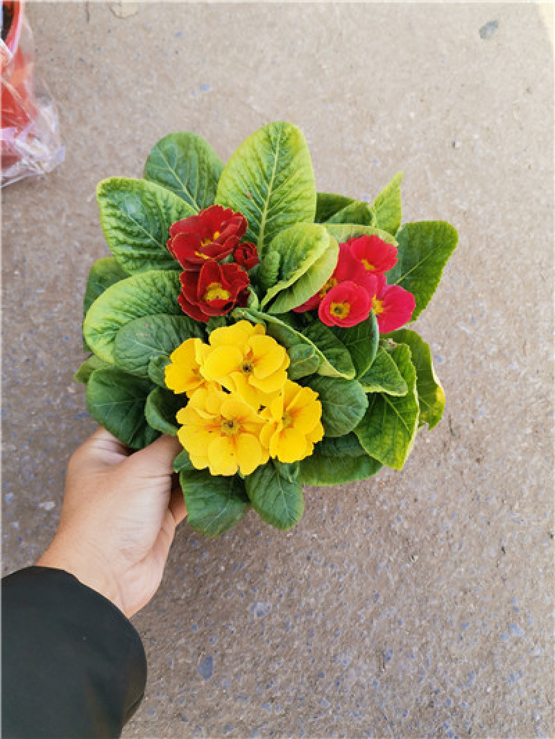 报春花，花色多样，规格齐全，一手货源，大量有货，基地直发