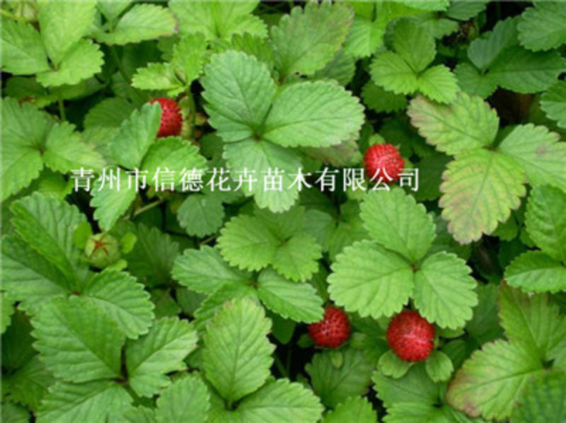 蛇莓，护坡专用大量有货，基地直发，一手货源，多芽