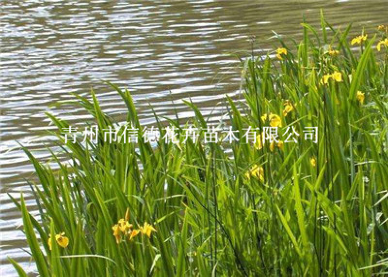 水生鸢尾，价格实惠，一手货源，大量有货，基地直发