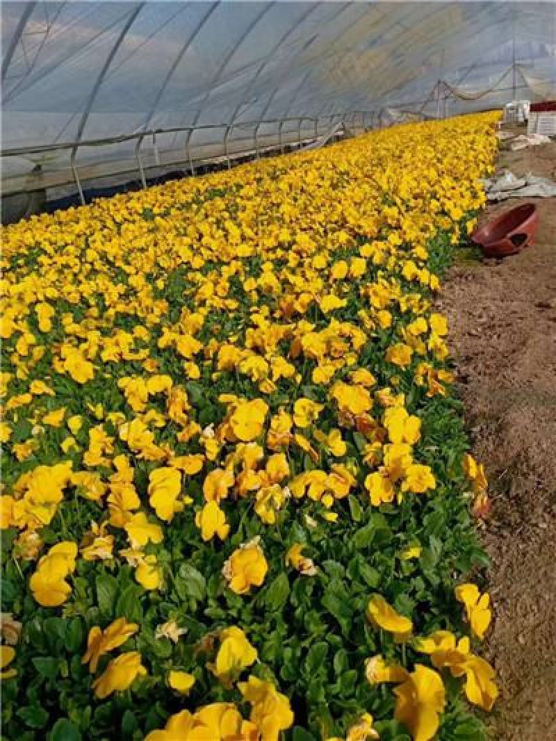 三色堇，规格齐全，花色多样，一手货源，大量有货