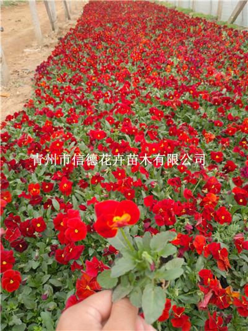 三色堇，规格齐全，花色多样，一手货源，大量有货