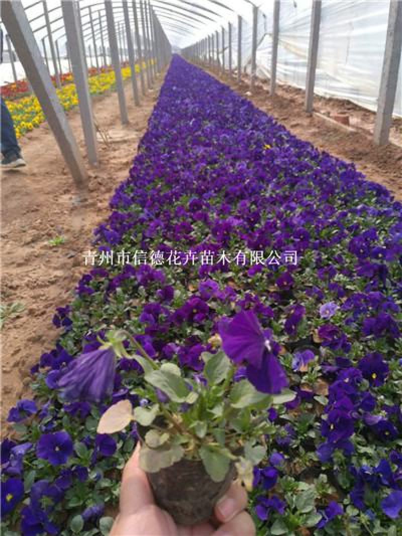 三色堇，规格齐全，花色多样，一手货源，大量有货