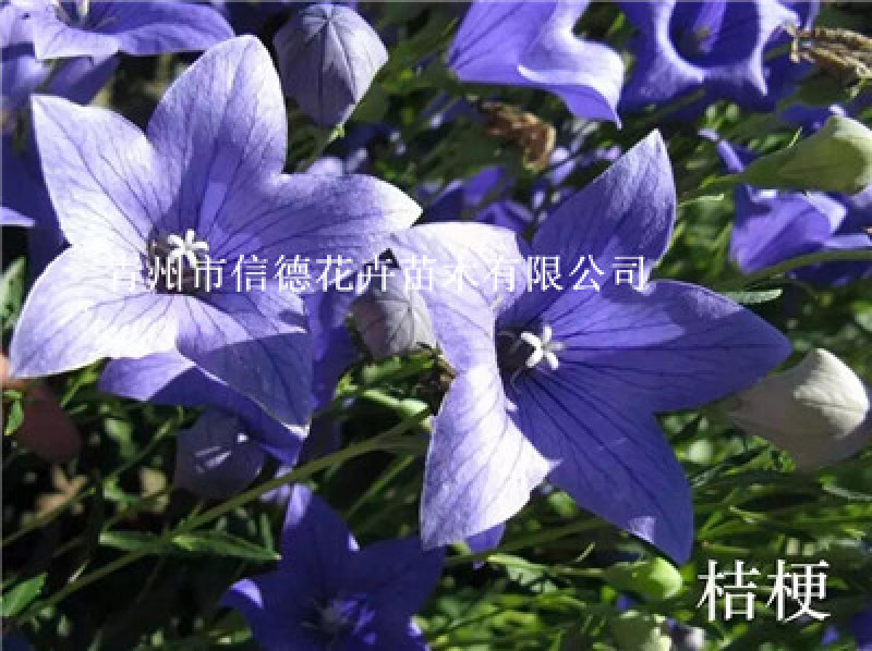 桔梗，大量有货，基地直发，一手货源，成活率高