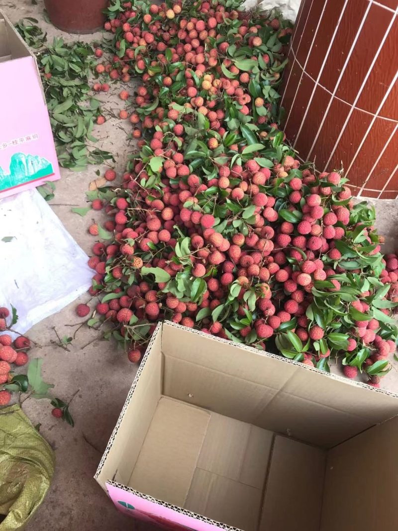 麻垌荔枝
