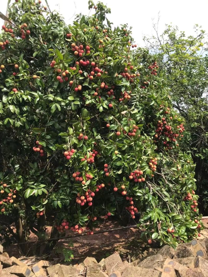 麻垌荔枝