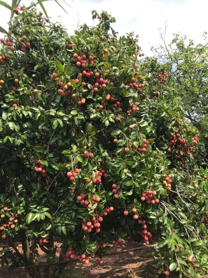 麻垌荔枝