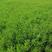绿叶佛甲草，一手货源，大量有货，基地直发