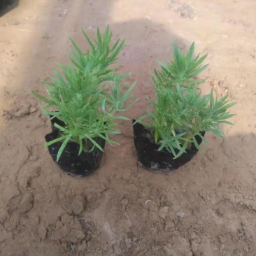 绿叶佛甲草，一手货源，大量有货，基地直发