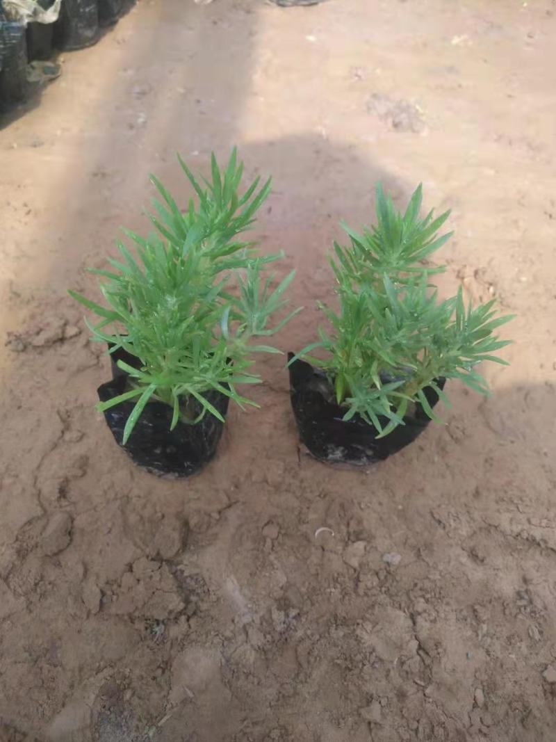绿叶佛甲草，一手货源，大量有货，基地直发