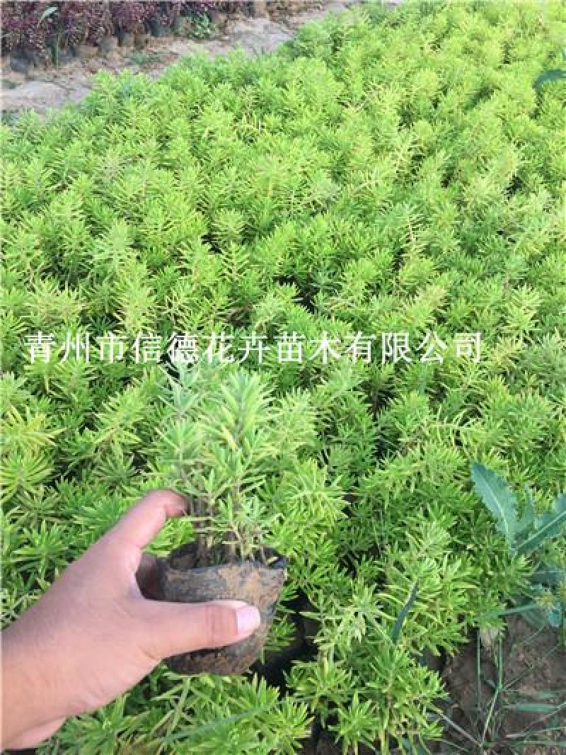 绿叶佛甲草，一手货源，大量有货，基地直发