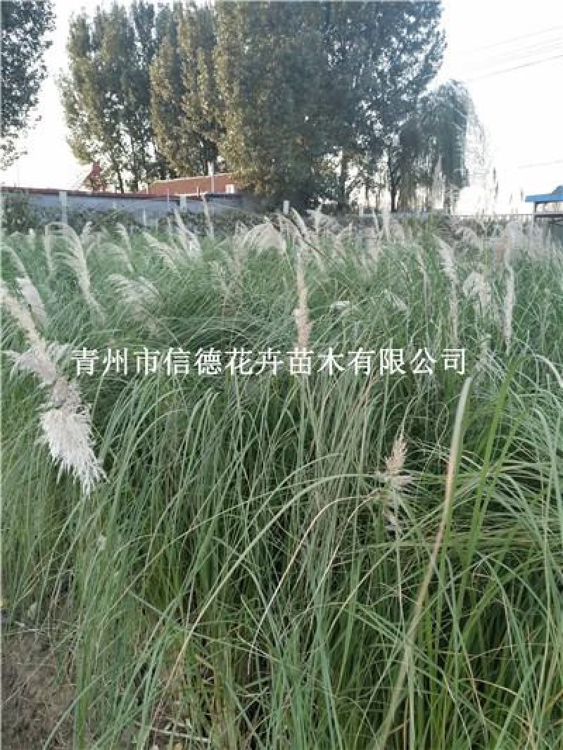 矮蒲苇，一手货源，大量有货，基地直发，成活率高