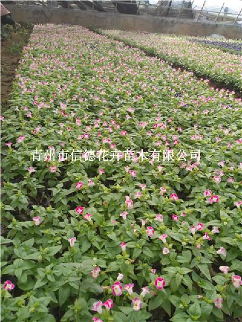 夏堇，花色多样，规格齐全，一手货源，大量有货