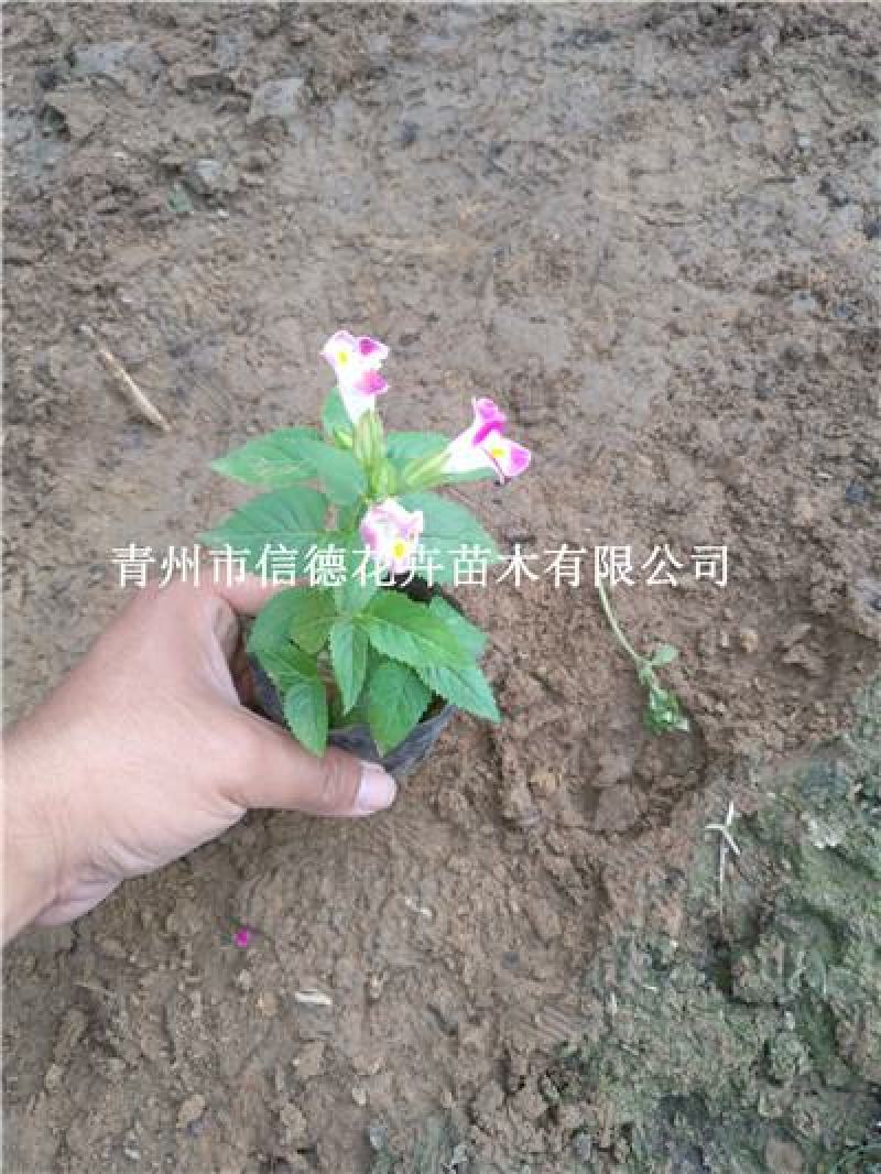夏堇，花色多样，规格齐全，一手货源，大量有货