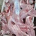 兔肉