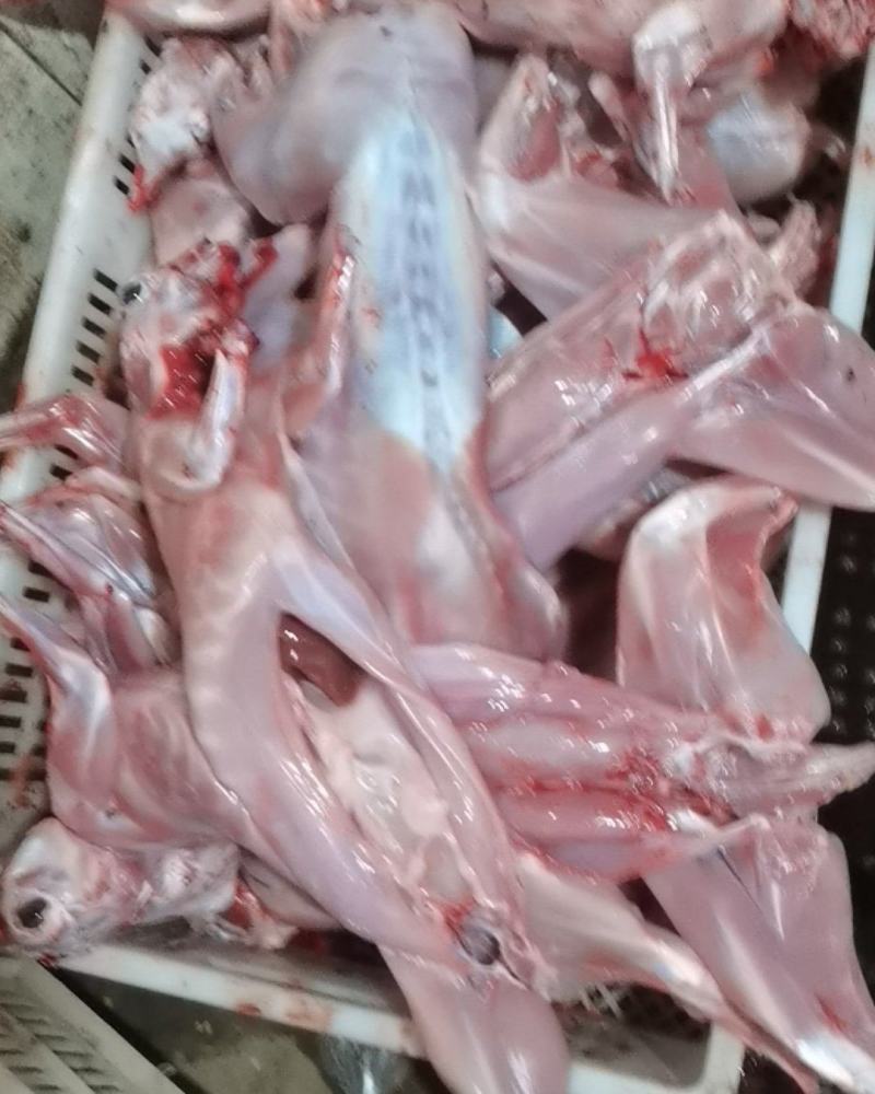 兔肉