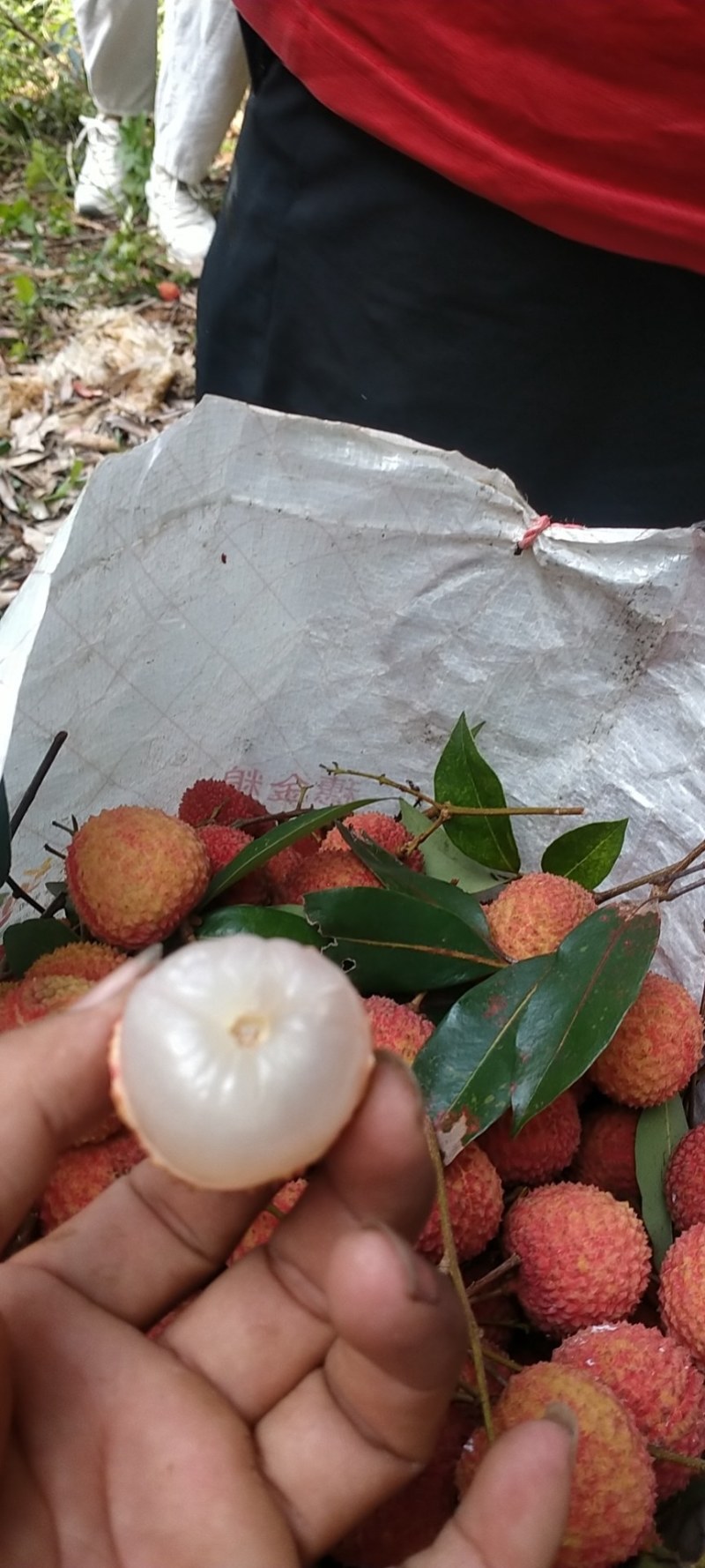 麻垌荔枝开始大量上市