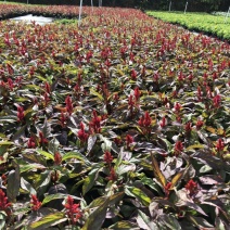 基地大量供应各品种泥炭土时花