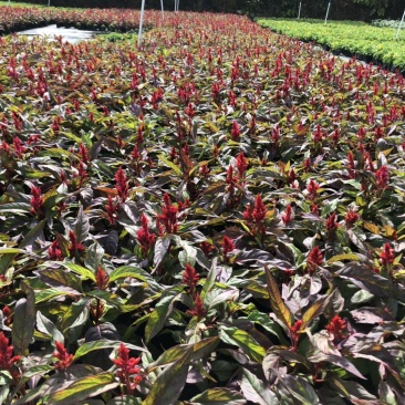 基地大量供应各品种泥炭土时花