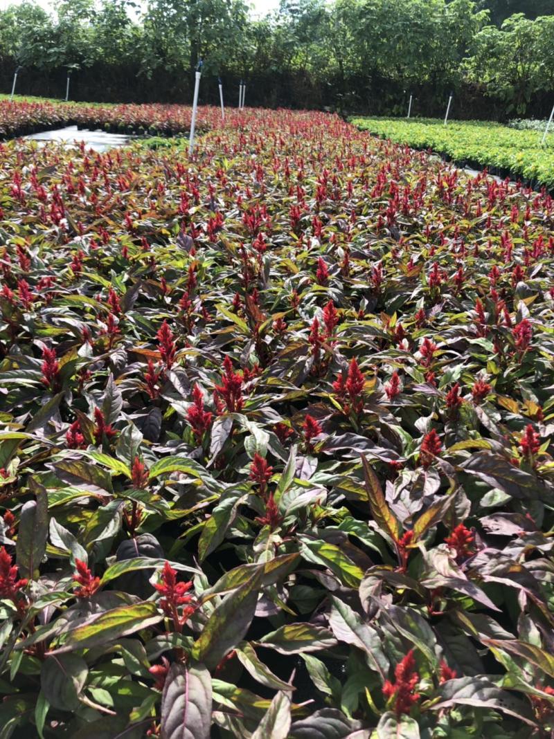 基地大量供应各品种泥炭土时花