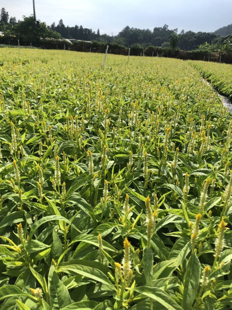 基地大量供应各品种泥炭土时花