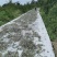野生艾叶