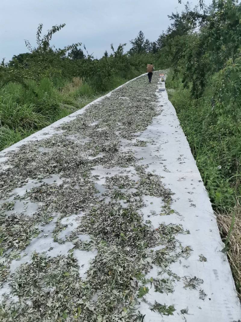 野生艾叶