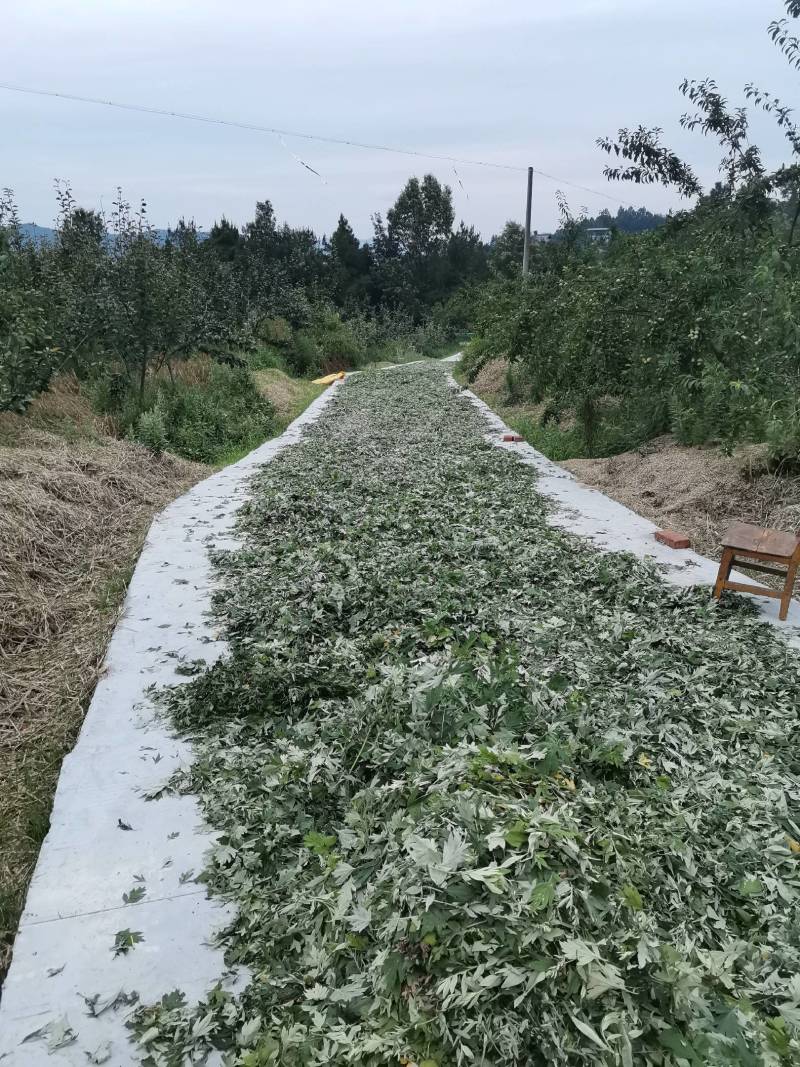 野生艾叶
