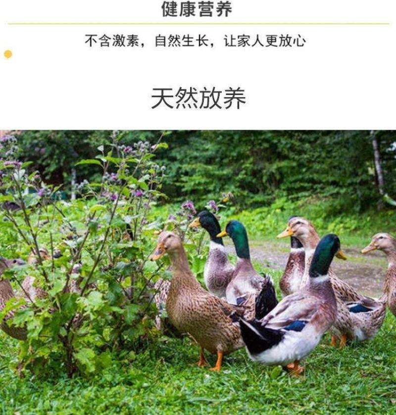 -农家散养土鸭鸭子现杀老鸭鲜鸭冷冻白条鸭批发包邮