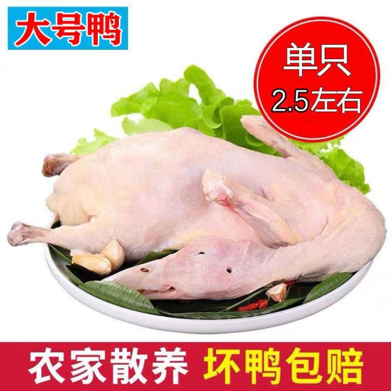 -农家散养土鸭鸭子现杀老鸭鲜鸭冷冻白条鸭批发包邮