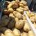 山东荷兰15优质精品土豆，个头大，大量上市供应