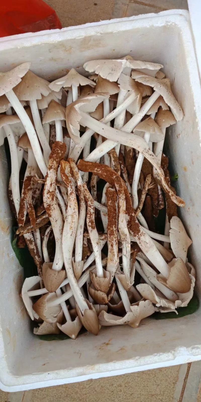 贵州本地鸡枞菌