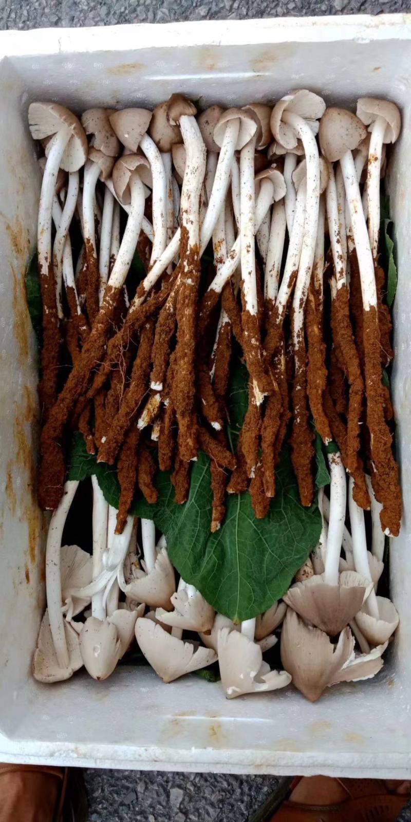 贵州本地鸡枞菌
