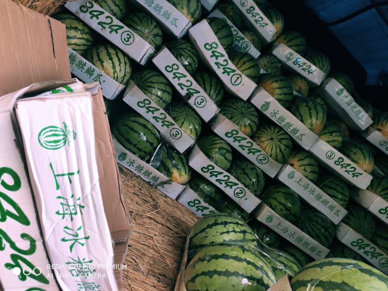 夏邑县精品美都西瓜，一手货源包熟包甜基地大量有货